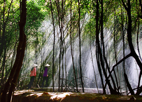 Unique Ca Mau cape mangrove forest
